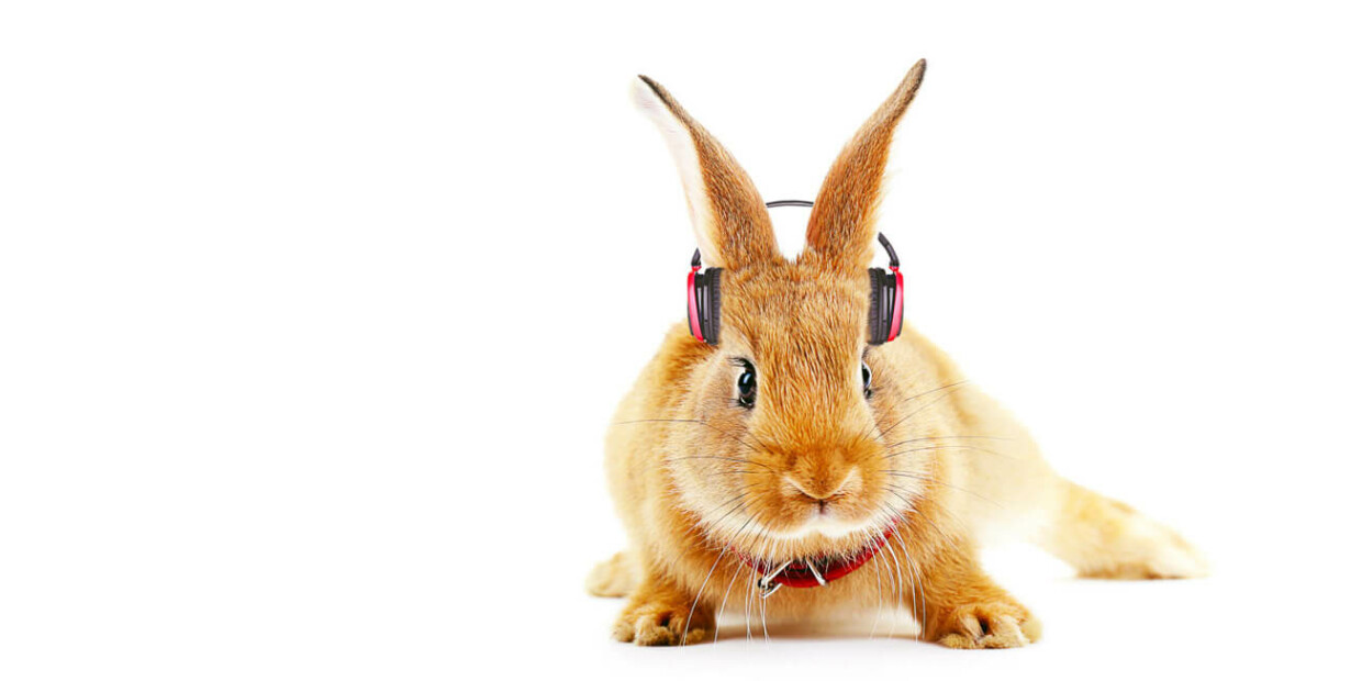 Hase mit Kopfhörer