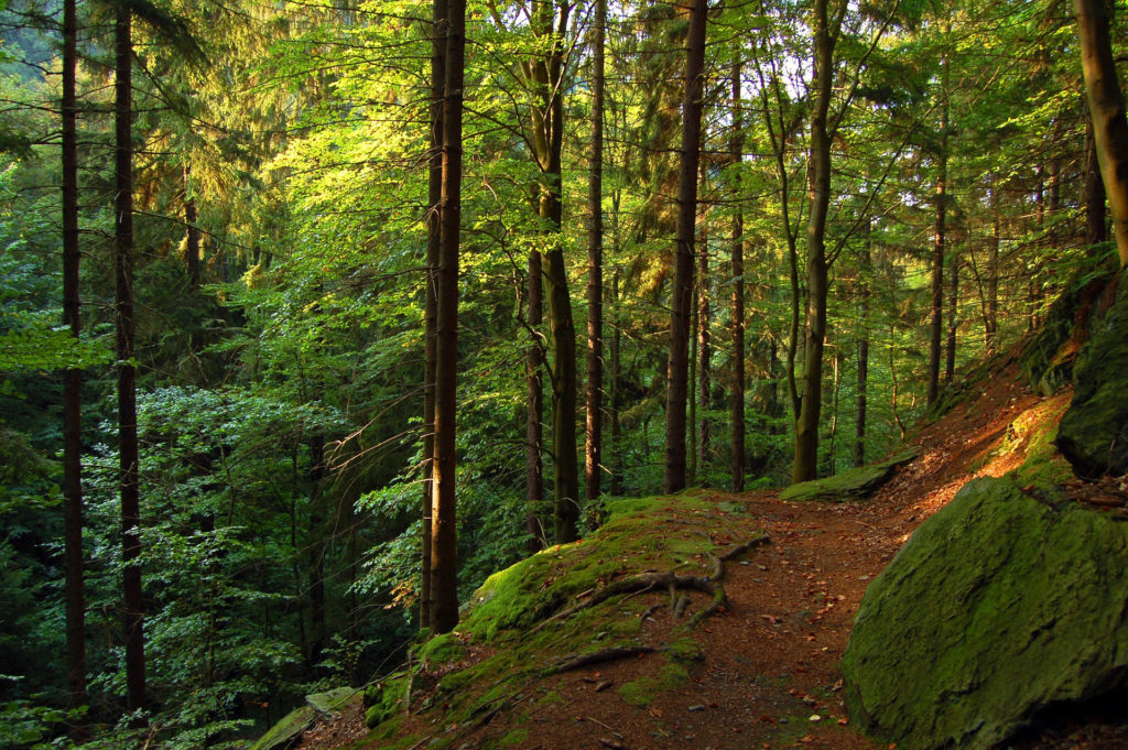 Wald in Thüringen