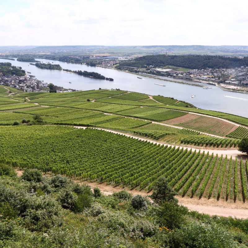 Johannes Brahms wanderte sehr gerne durch die Weinberge in Rüdesheim