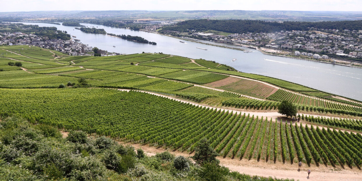 Johannes Brahms wanderte sehr gerne durch die Weinberge in Rüdesheim