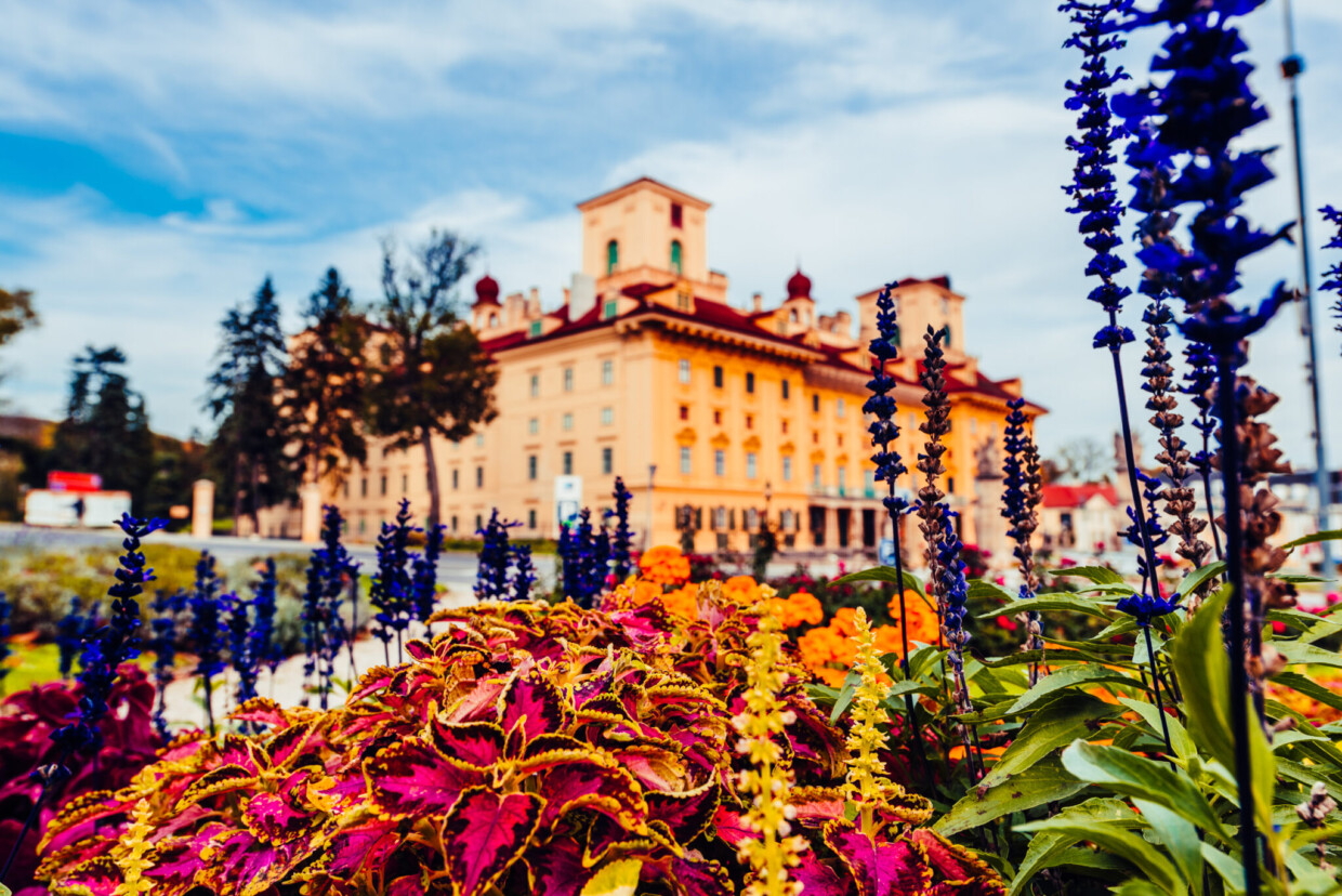 Fixsterne auf Schloss Esterházy