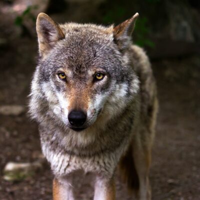 Naturschönheit, die Urängste hervorrufen kann: der Wolf