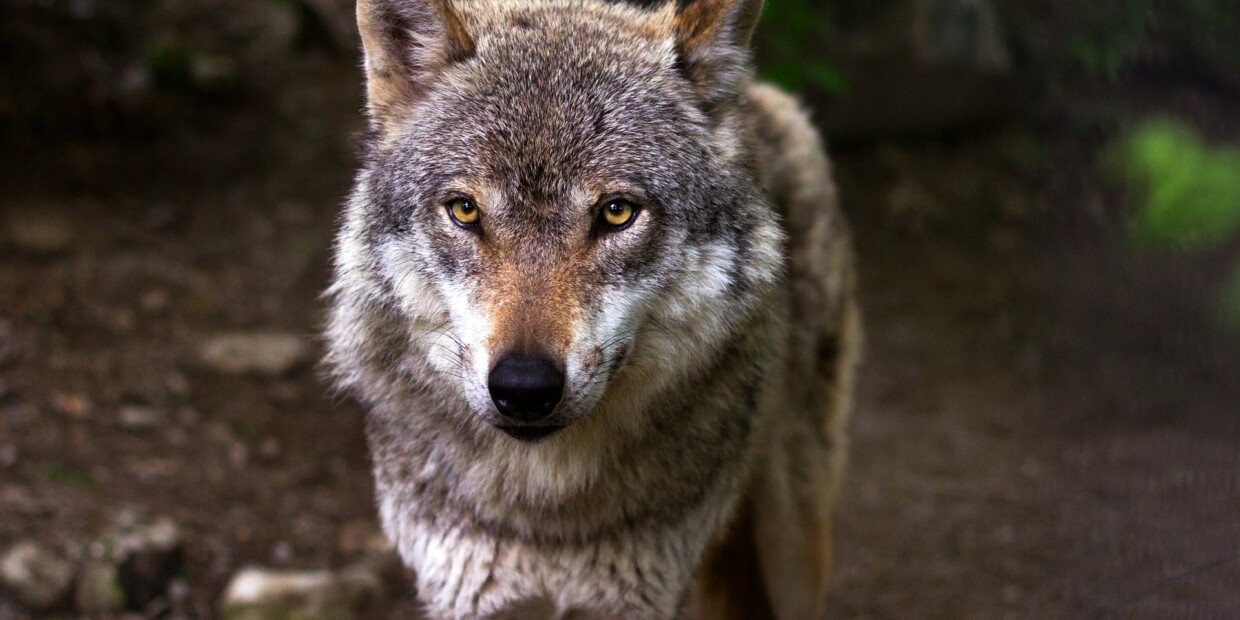 Naturschönheit, die Urängste hervorrufen kann: der Wolf