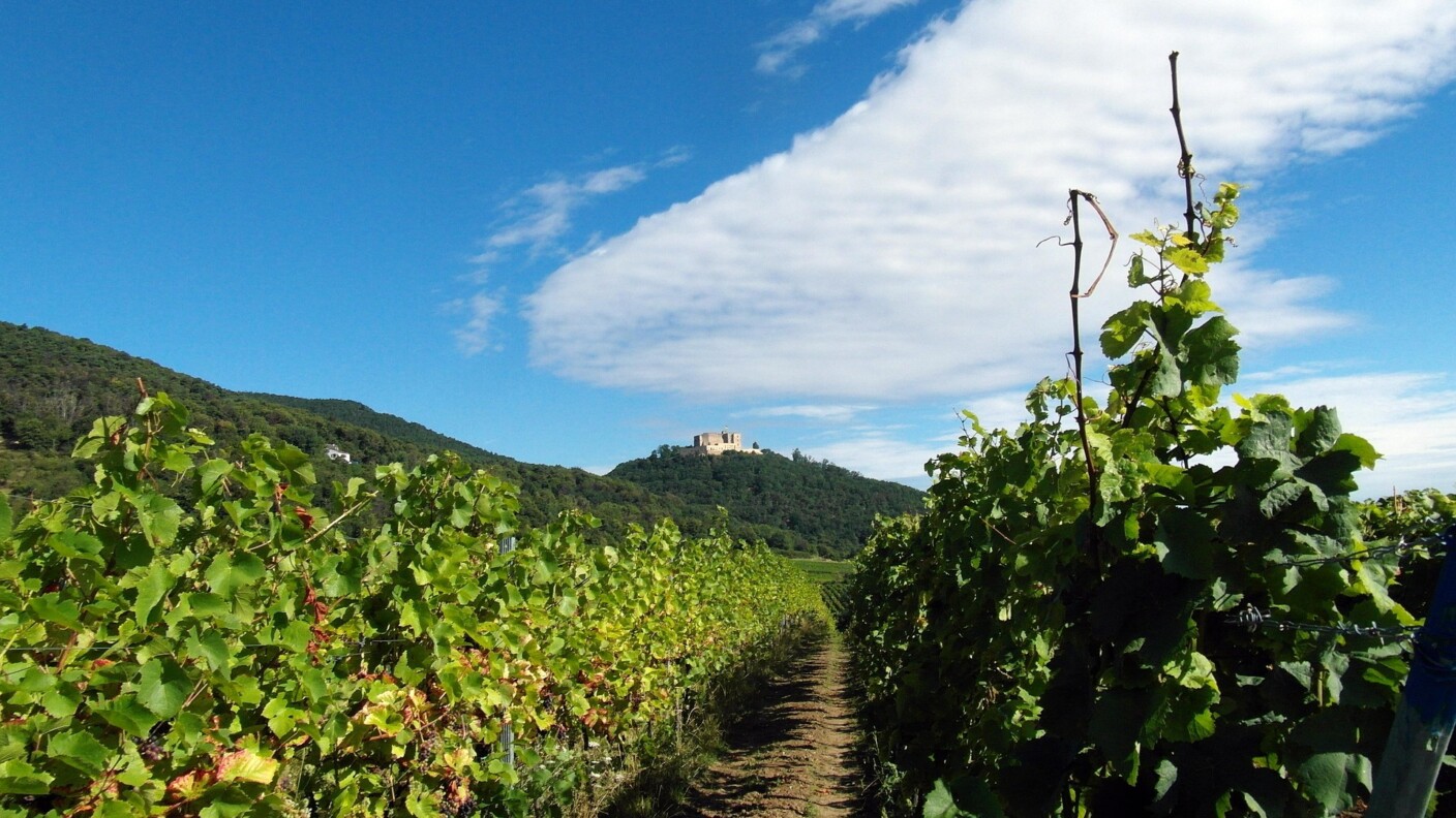 Hambacher Musikfest 2026