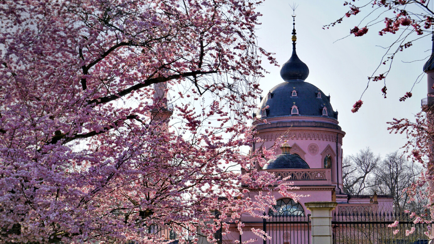 Für alle Sinne: die Kirschblüte im Schwetzinger Schlossgarten